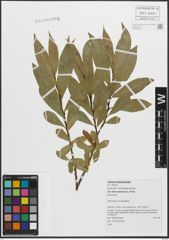Foto von Salix pentandra L.